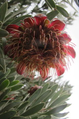 Protea pendula