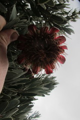 Protea pendula
