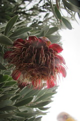 Protea pendula