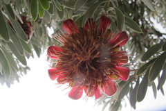 Protea pendula
