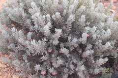 Protea pendula