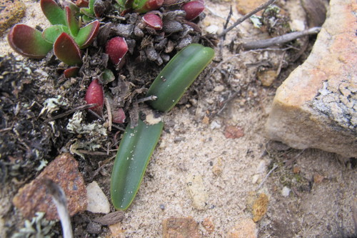 Drimia ecklonii