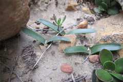 Drimia ecklonii