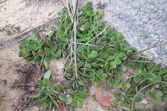 Crassula nudicaulis