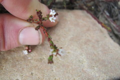 Euchaetis