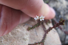 Euchaetis