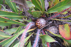 Protea scabriuscula