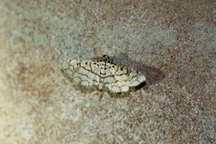 Hileithia rehamalis