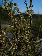 Cryptandra amara
