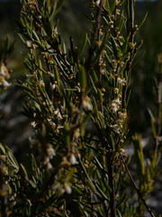 Cryptandra amara