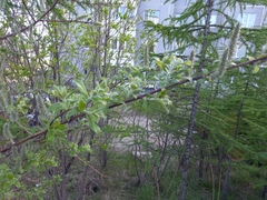 Salix abscondita