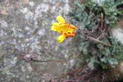 Euryops othonnoides