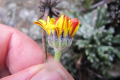 Euryops othonnoides