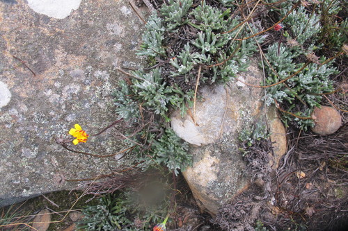 Image of Euryops othonnoides by (c) James Deacon, some rights reserved (CC BY-SA)