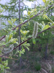 Salix abscondita