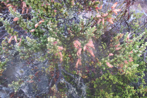Image of Erica tumida by (c) James Deacon, some rights reserved (CC BY-SA)