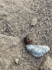 Dasymutilla bioculata