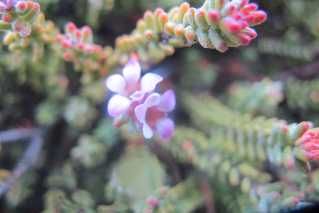 Acmadenia teretifolia (Acmadenia teretifolia)