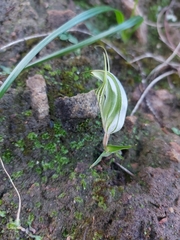 Pterostylis robusta