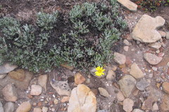 Euryops othonnoides