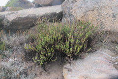 Microdon polygaloides