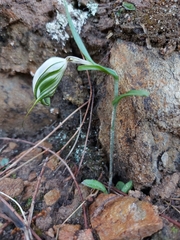 Pterostylis robusta