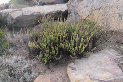 Microdon polygaloides