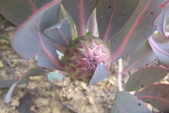 Protea recondita