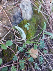 Pterostylis robusta