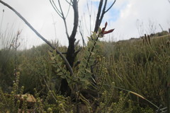 Aspalathus cliffortioides