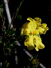 Hibbertia cistiflora