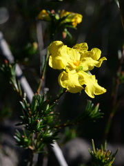 Hibbertia cistiflora