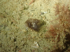 Acromegalomma vesiculosum