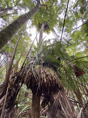 Pritchardia beccariana