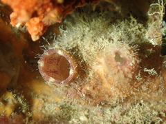 Asterocarpa humilis