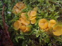 Phaeohelotium undulatum