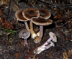 Thaxterogaster submagellanicus