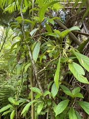 Cyrtandra lysiosepala