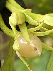 Cyrtandra lysiosepala