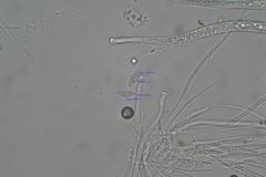 Phaeohelotium undulatum