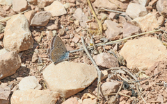 Polyommatus celina