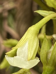 Cyrtandra lysiosepala