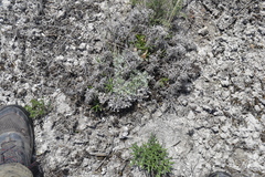 Artemisia hololeuca