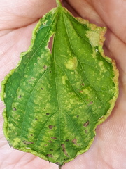 Phytoptus tetratrichus