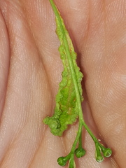 Phytoptus tetratrichus