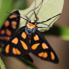 Amata annulata