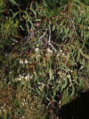 Eucalyptus racemosa