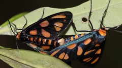 Amata annulata