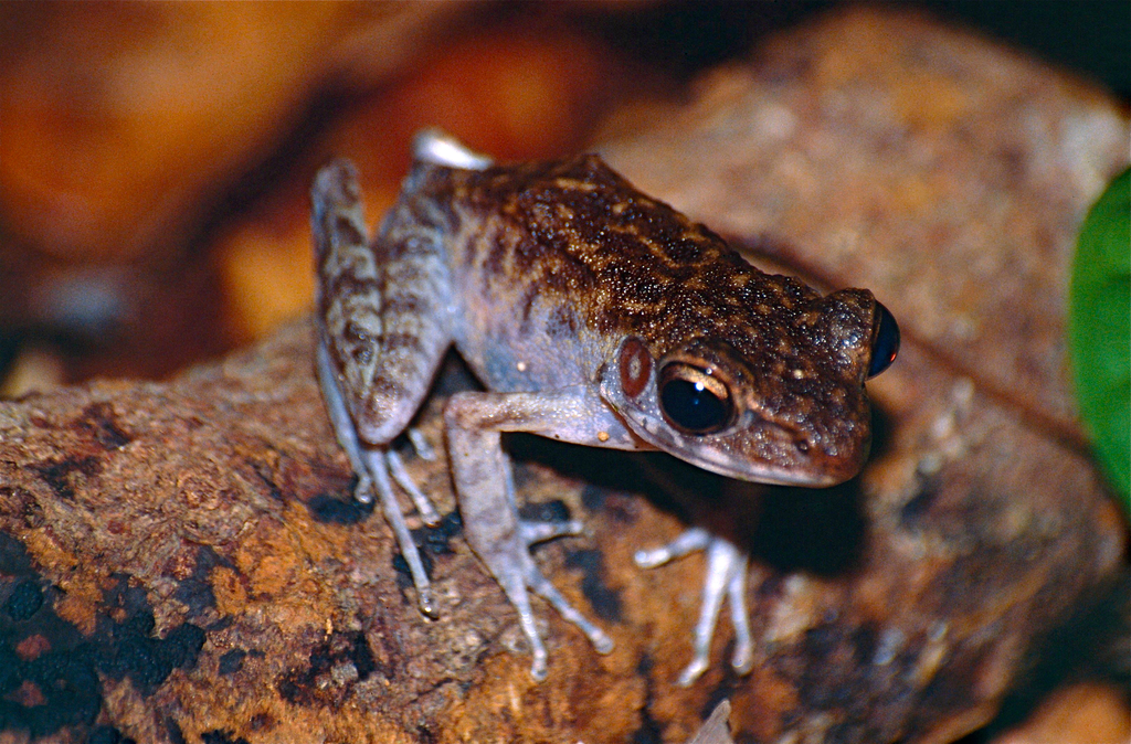 Golden-eared Rough-sided Frog (Hylarana baramica)