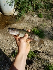 Ameiurus platycephalus